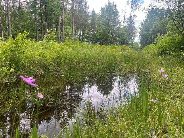 Land for sale in Pittsville, Wisconsin