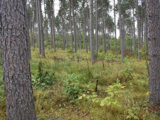 Land for sale in Iron River, Michigan