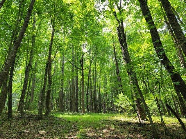 Land for sale in Virginia