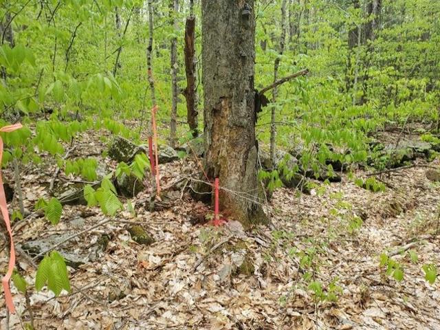 Land for sale in New Hampshire