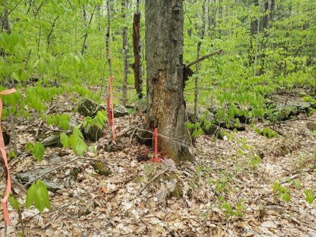 Land for sale in New Hampshire