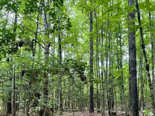 Land for sale in Harlem