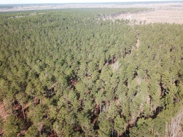 Land for sale in Zwolle, Louisiana