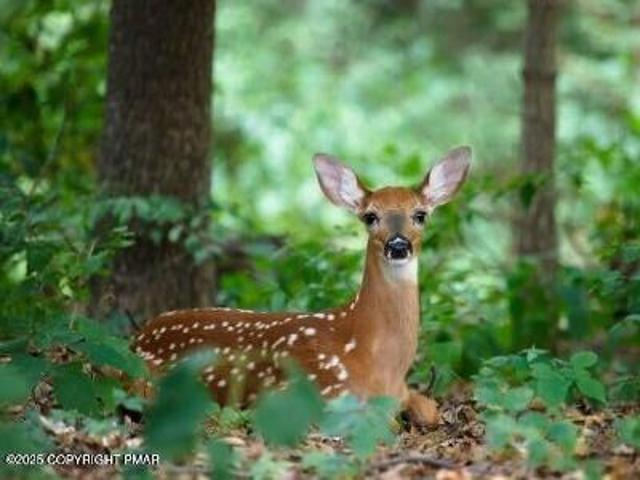 Land for sale in Carbon, Pennsylvania