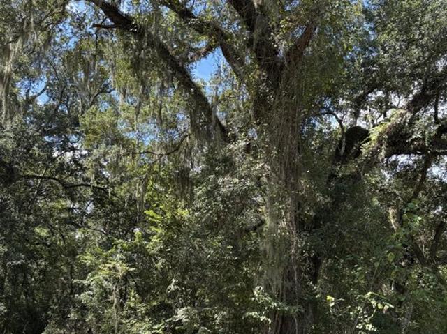 Land for sale in Abbeville, Vermilion Parish
