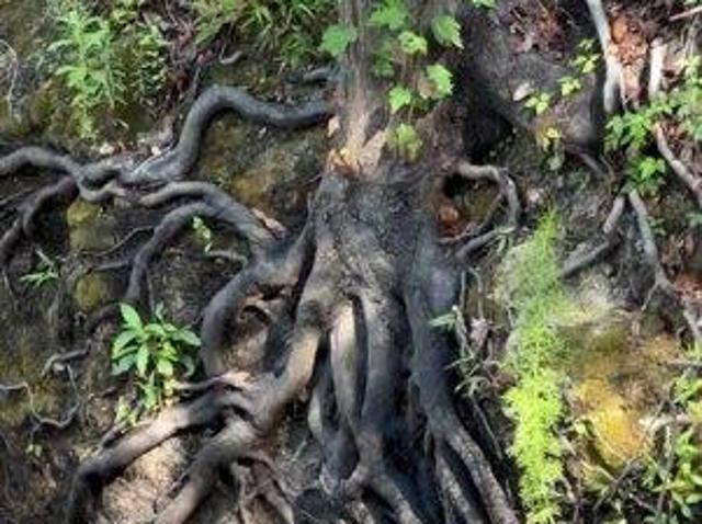 Land for sale in Old Town, Florida