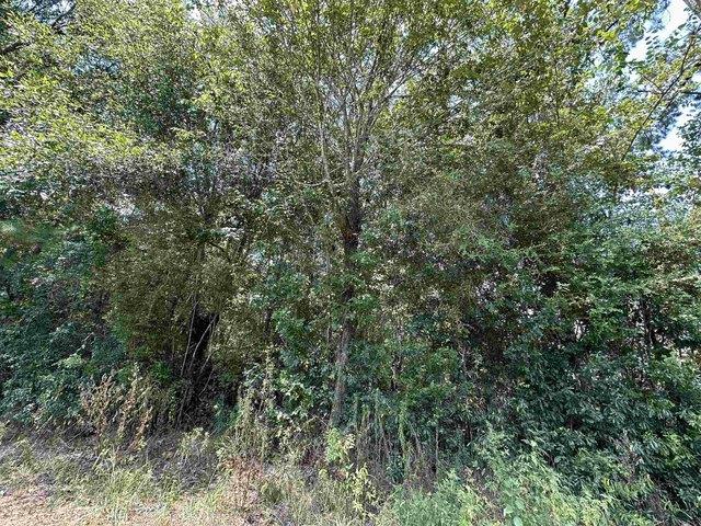 Land for sale in Lumberton, Texas