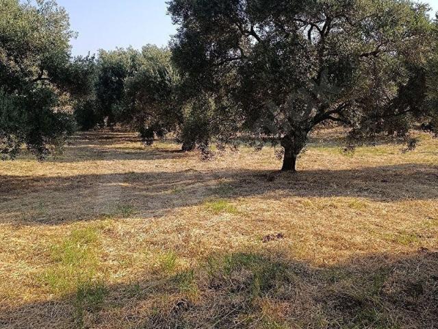 Bahçeköy, Karacasu içerisinde satılık mülk