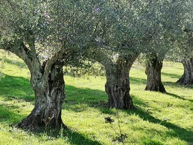 Terreno venda em Mirandela, Bragança