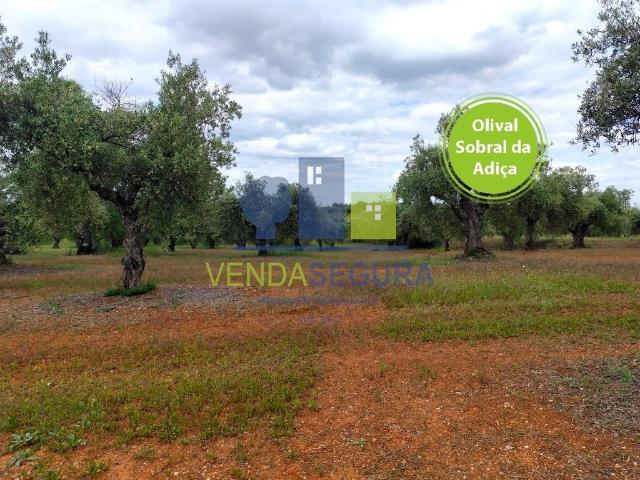 Terreno venda em Mourã, Beja