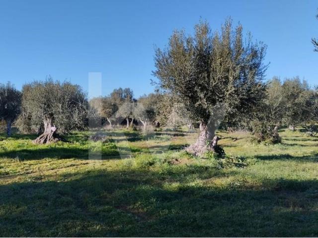 Terreno venda em Grândola e Santa Margarida da Serra, Grândola