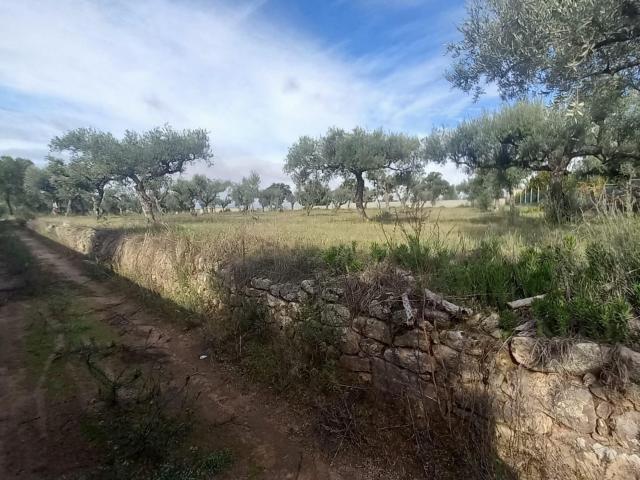 Terreno venda em Castelo Branco