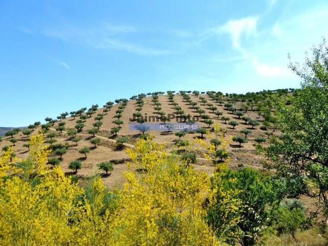 Terreno venda em Guarda, Figueira De Castelo Rodrigo
