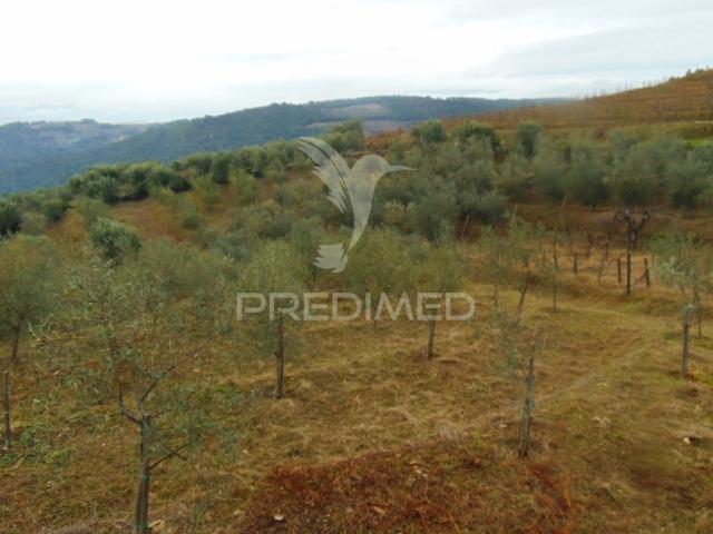 Terreno venda em Vila Real