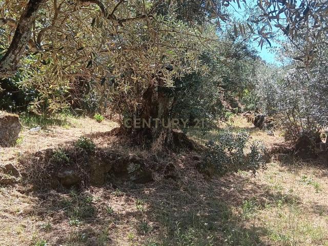 Terreno venda em Castelo Branco, Idanha-a-nova
