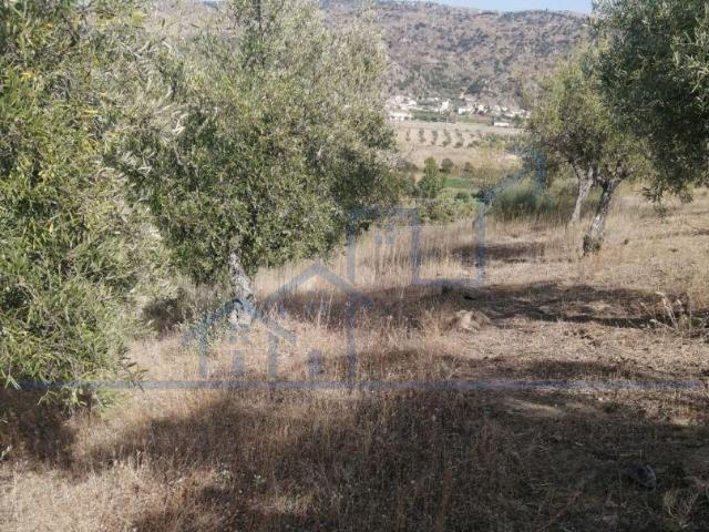 Terreno venda em Vila Flor, Bragança
