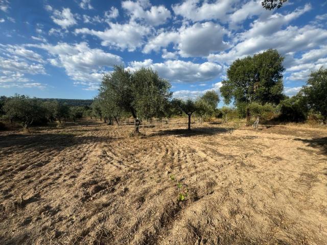 Terreno venda em Castelo Branco, Penamacor