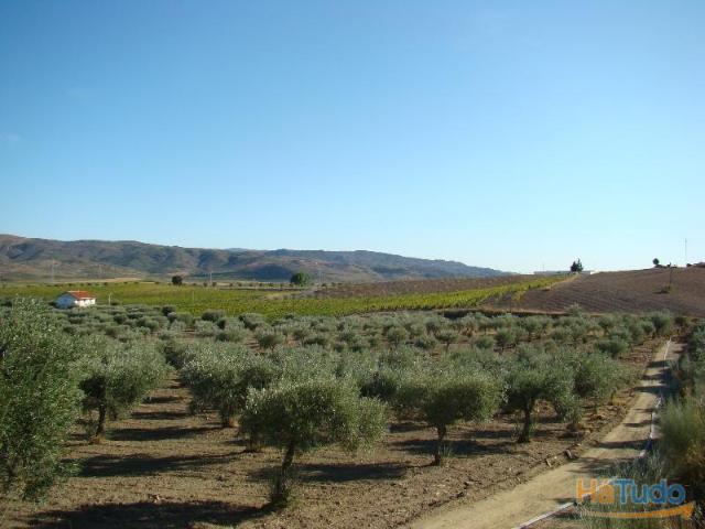 Quinta venda em Vila Flor, Bragança
