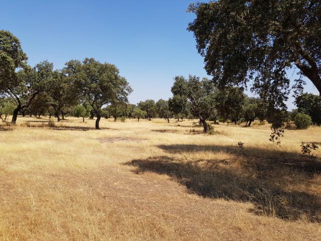 Chalet en venta en Villanueva Del Duque, Andalucía