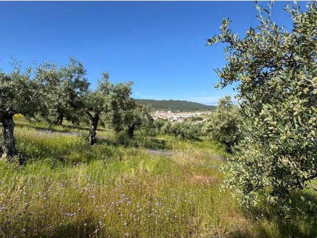 Terreno en venta en Aliseda, Extremadura
