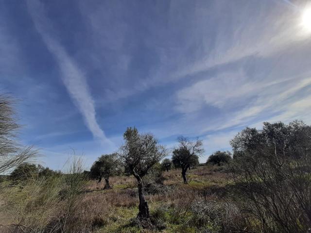 Terreno en venta en Botija, Extremadura