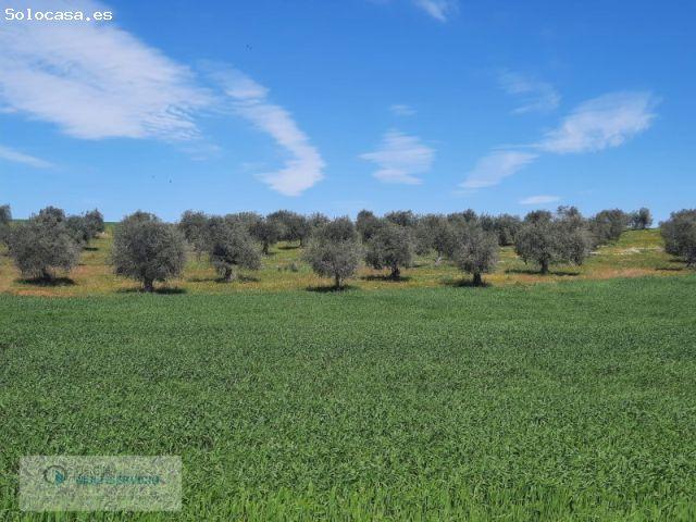 Local Comercial en venta en La Coronada, Extremadura