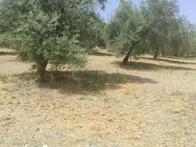 Terreno en venta en Jaén, Andalucía