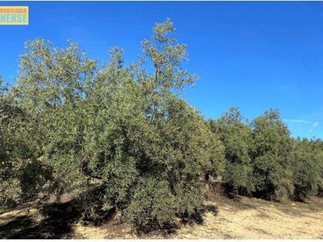 Local Comercial en venta en Los Montes, Luque