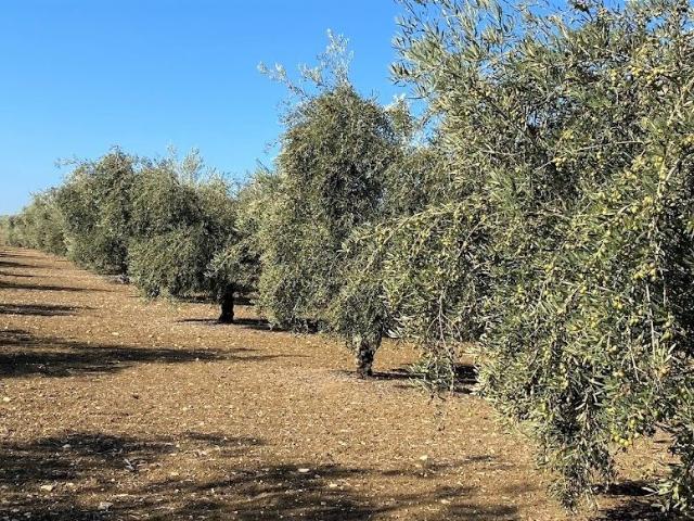 Terreno en venta en Aguilar De La Frontera, Andalucía