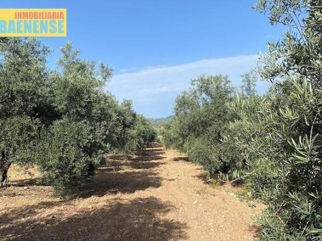 Terreno en venta en Aguilar De La Frontera, Andalucía