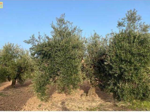 Local Comercial en venta en Baena, Palomarejo
