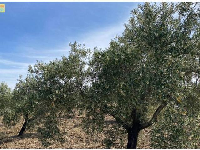 Local Comercial en venta en Castro Del Río, Andalucía