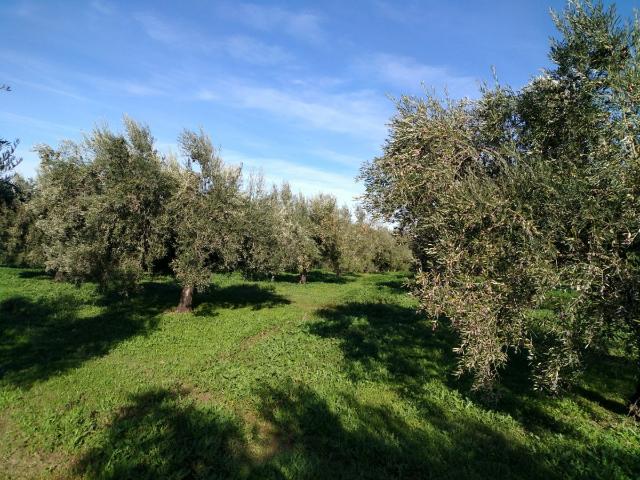 Terreno en venta en Aguilar De La Frontera, Andalucía