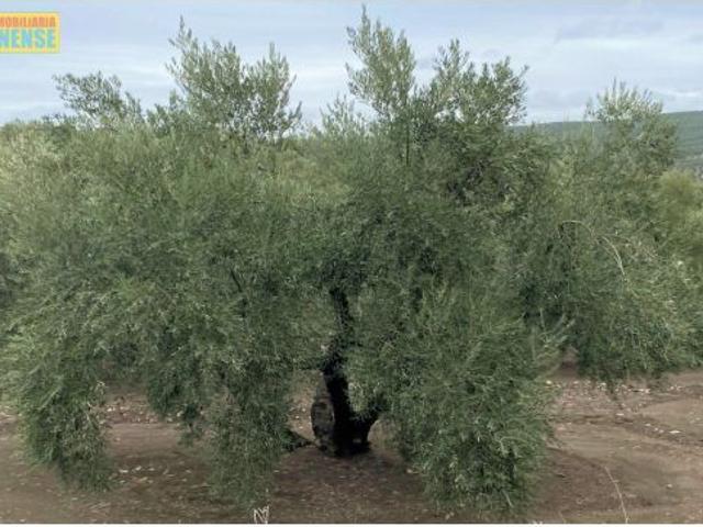 Local Comercial en venta en Castro Del Río, Andalucía