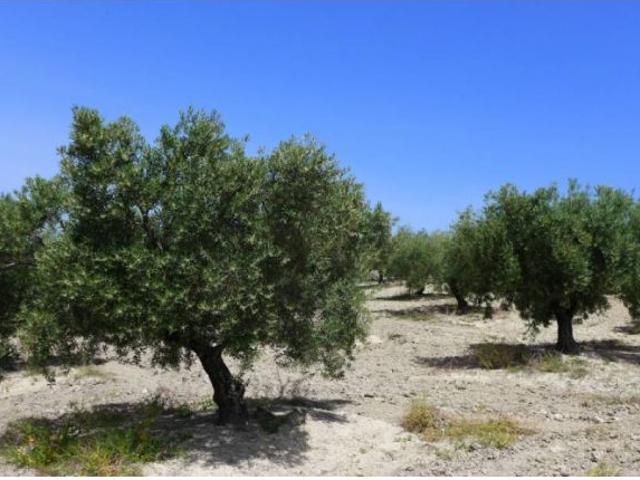 Local Comercial en venta en Baena