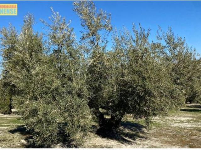 Local Comercial en venta en Baena
