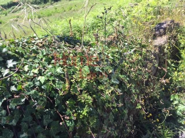 Terreno venda em Oliveira De Azeméis, Aveiro