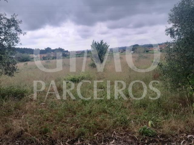 Terreno venda em Oliveira do Bairro