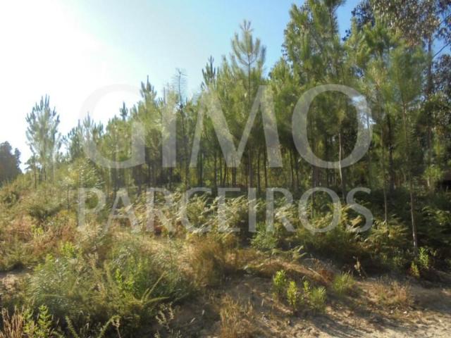 Terreno venda em Oliveira Do Bairro, Aveiro