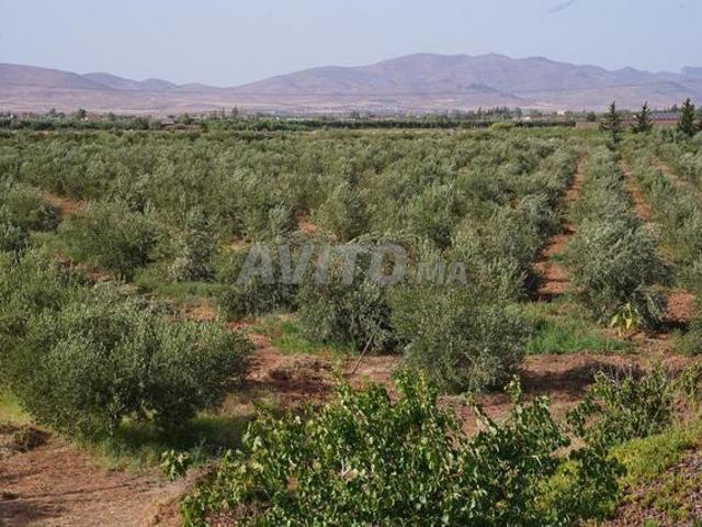 Propriété vente à Ben Slimane