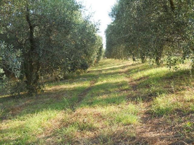 Terreno in vendita a Piombino, Toscana