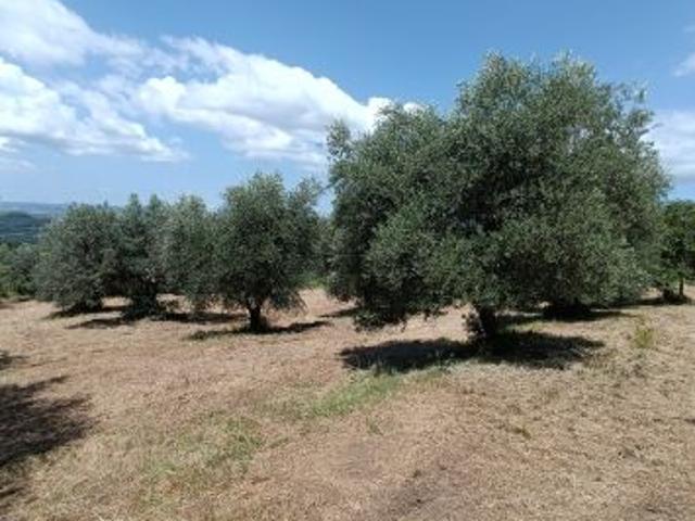 Terreno in vendita a Unione di Comuni Montani Colline del Fiora, Manciano