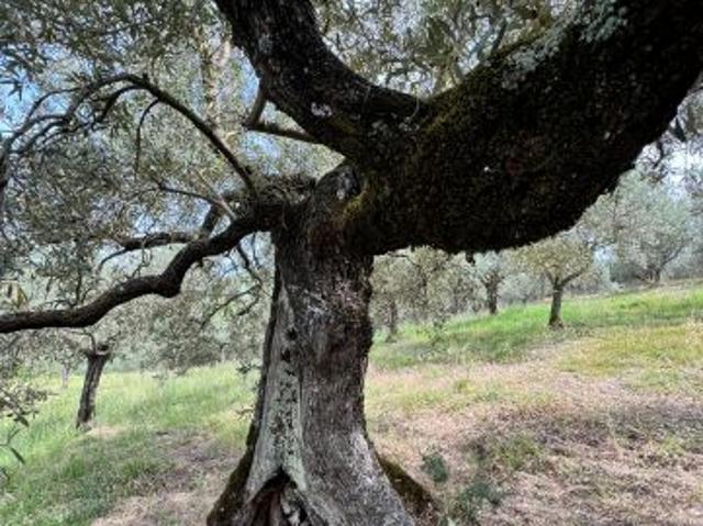 Terreno in vendita a Bevagna, Perugia
