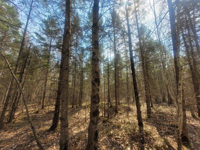Land for sale in Conrath, Rusk County
