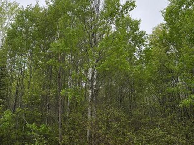 Land for sale in Tomahawk, Wisconsin