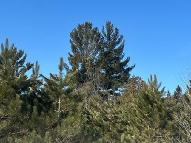 Land for sale in Tomahawk, Wisconsin