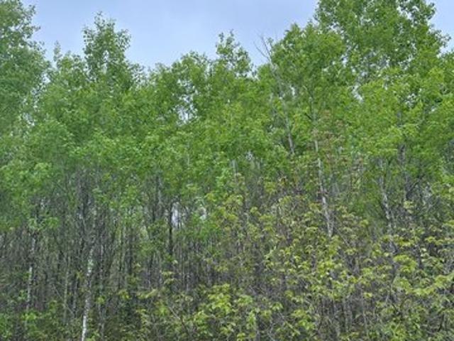 Land for sale in Tomahawk, Wisconsin