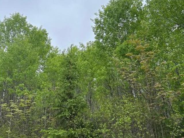 Land for sale in Tomahawk, Wisconsin