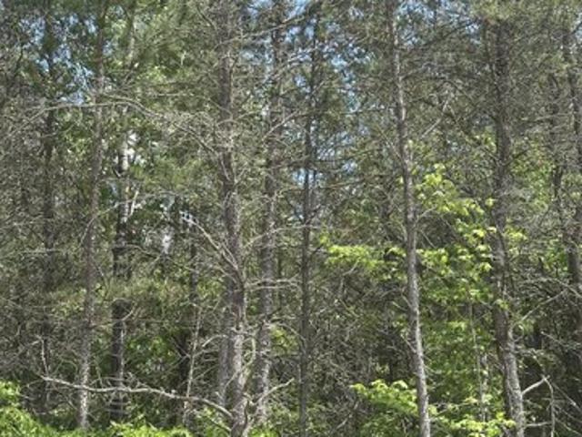 Land for sale in Tomahawk, Wisconsin