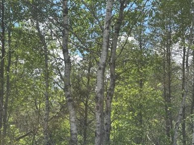 Land for sale in Tomahawk, Wisconsin